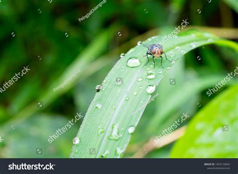 Musca Domestica House Fly Phylum Most Stock Photo 1453123604 | Shutterstock