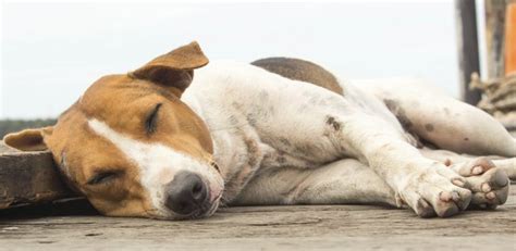Do Dogs Get Restless Legs Syndrome? | Cuteness