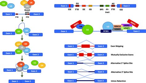 Image result for Splicing Element Position Java
