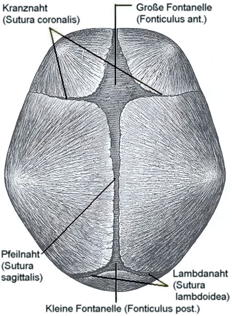 Posterior fontanelle - Ars Neurochirurgica