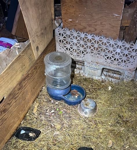 Malnourished dogs, dead puppy, found caged in burned Lipscomb house ...