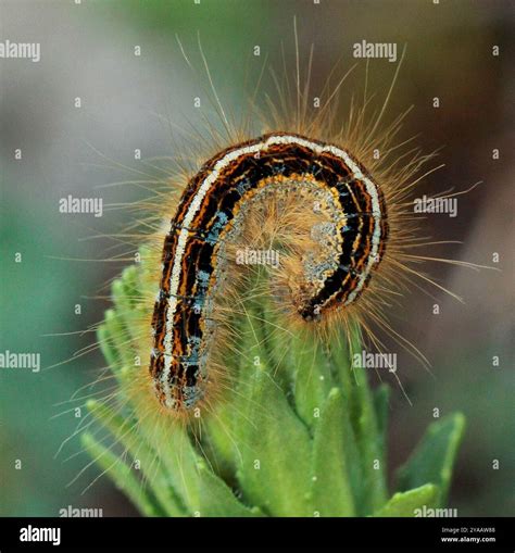 Tent Caterpillar Moths (Malacosoma) Insecta Stock Photo - Alamy