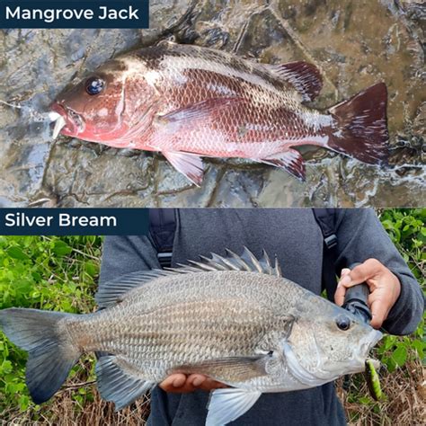 Light tackle fishing for Indian Anglers – Cabral Outdoors