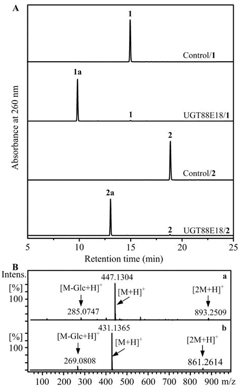 Biocatalytic Synthesis of Calycosin-7-O-β-D-Glucoside with Uridine ...