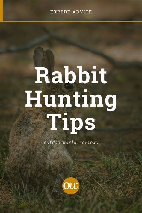 Rabbit Hunting Tips 的图像结果