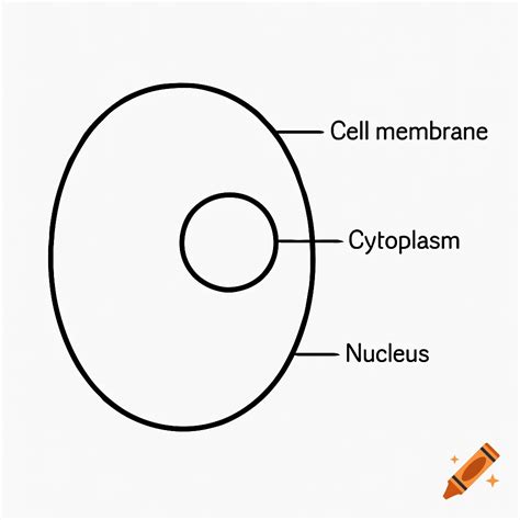 A simple black and white diagram of an animal cell, showing the cell membrane, cytoplasm, and ...