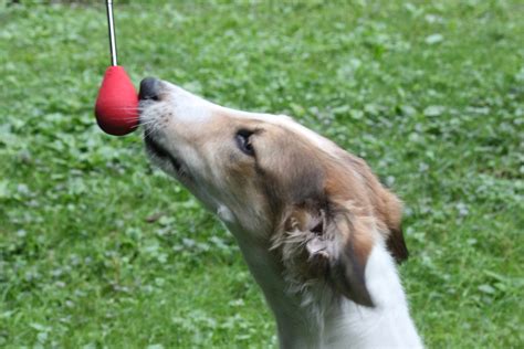 Image result for Target Training for Dogs