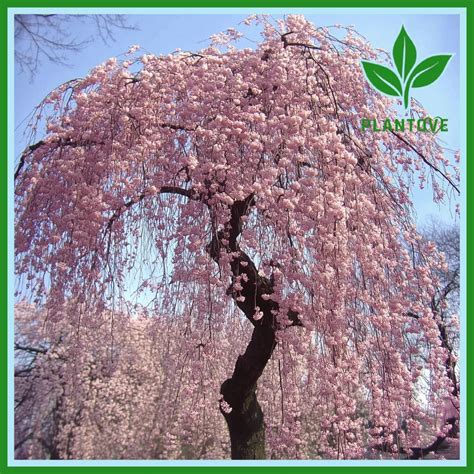 Weeping Cherry: Care And Planting Tips For Beautiful Blossoms ...