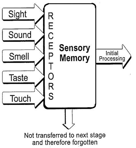 The Information Processing Model Three Memory Systems 的图像结果