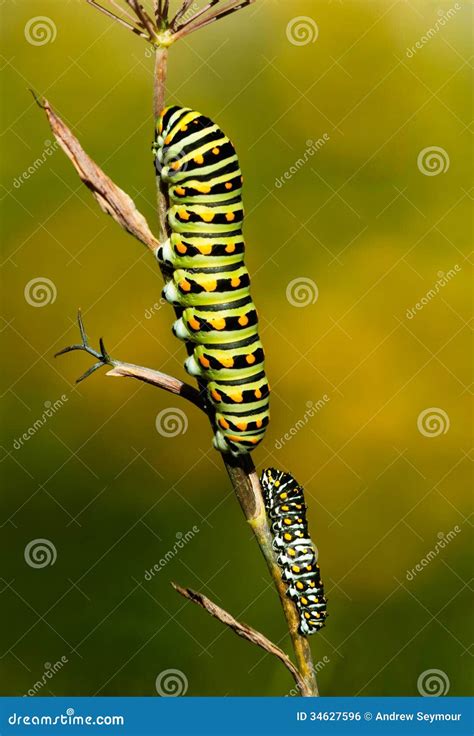 Image result for Butterfly Larvae