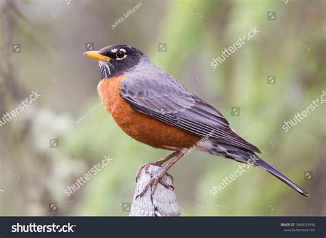 Official Bird Of Yukon Canada