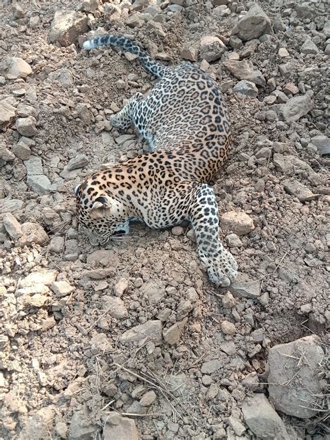 Thane: Carcass of a leopard found in Yeoor range of Sanjay Gandhi ...
