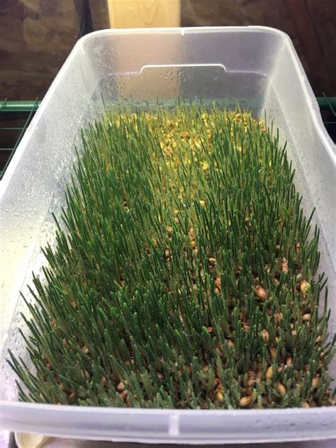 Image result for Fodder Making