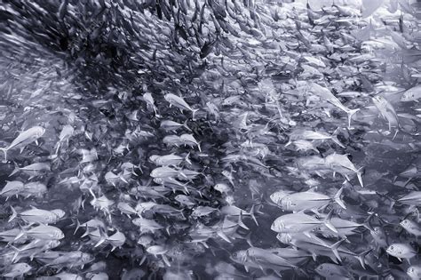 Many caranx underwater / large fish flock, underwater world, ocean ...