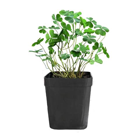 Gachwala Indian Sorrel (Oxalis corniculata), Changeri Plant Live ...