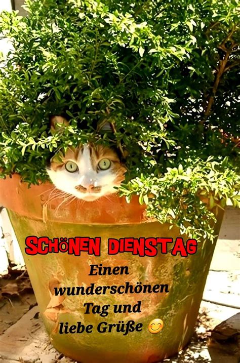 Pin von Kari Na auf Grüße Dienstag | Dienstag grüße, Schönen dienstag ...