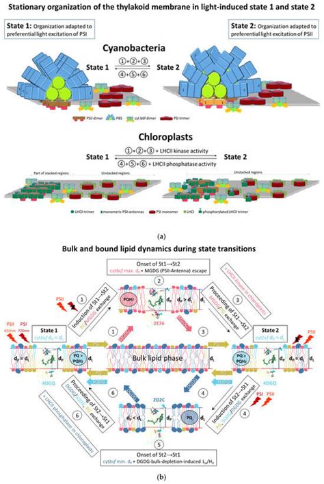 Membranes | Special Issue : Biological Membrane Dynamics and ...