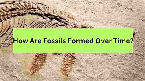 Image result for How Fossils Are Formed Research