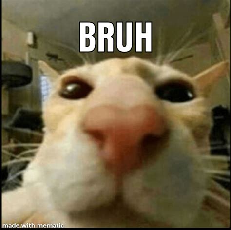 Bruh cats face cat : r/memes