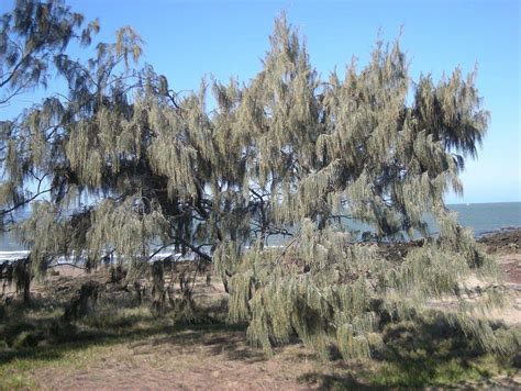 Casuarina Equisetifolia Seeds Shopping Online in India – ChhajedGarden.com