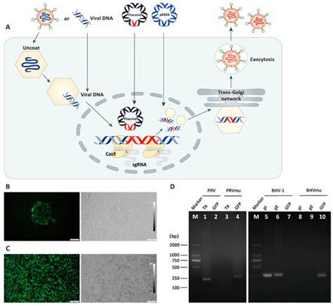 Application of CRISPR/Cas9 for Rapid Genome Editing of Pseudorabies ...