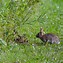 Image result for Baby Cottontail Rabbit White
