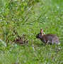 Image result for Cotton Tail Rabbit Holes