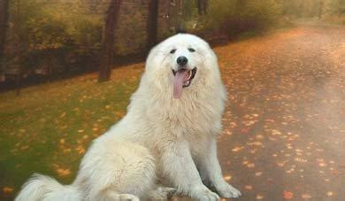 大白熊犬：『大白熊』的照片 - 宠物相册_123宠物网