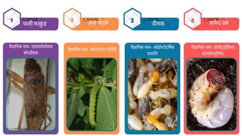 Groundnut Crop: मूंगफली की फसल के प्रमुख कीट-रोगों का एकीकृत प्रबंधन ...