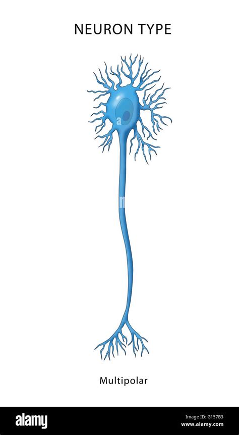 Multipolar Neuron Model 的图像结果