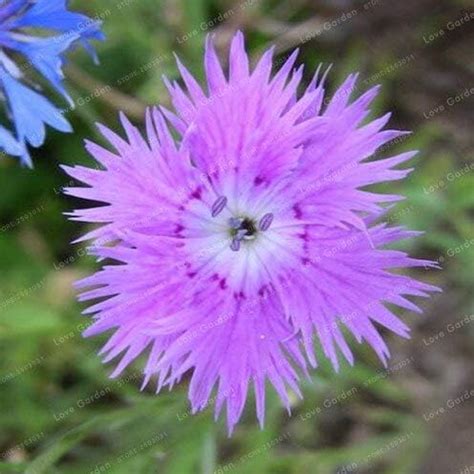 Dianthus Seeds Mix Color Flower Seeds Home Garden Easy To Grow 70 Pcs ...