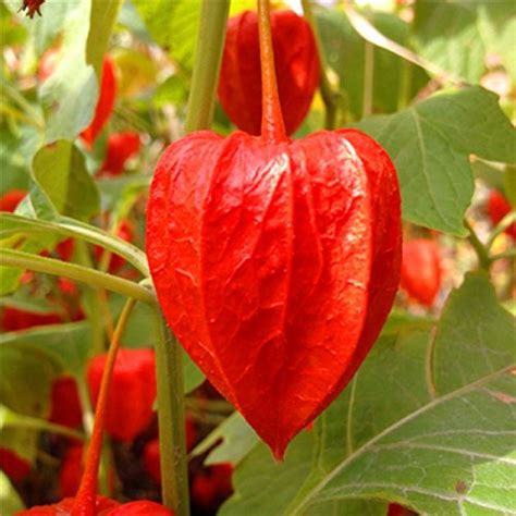 Futaba Physalis Peruviana Tree Seeds-Red-50Pcs : Amazon.in: Garden ...