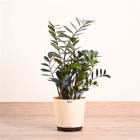 ZZ Black Plant - XL – Ugaoo