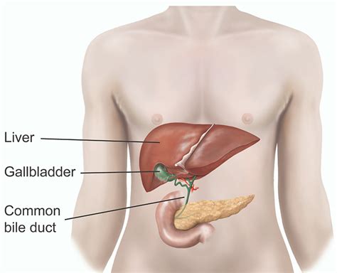 Image result for How to Remove Gallbladder