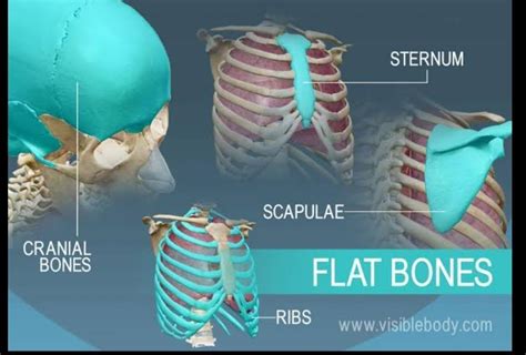 DRAW & write the types of bones 1. flat bones 2. small bones 3 ...
