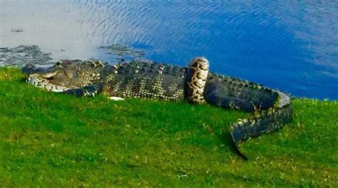 Image result for Python Alligator Burst