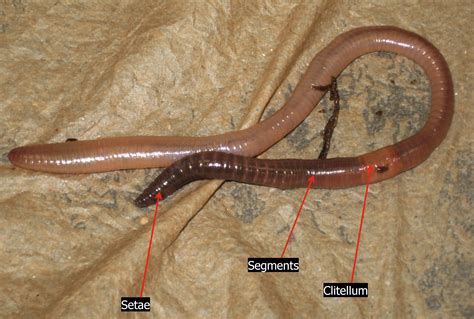 Earthworm Fact Sheet - C.S.W.D