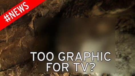 Image result for Baby Owl Springwatch