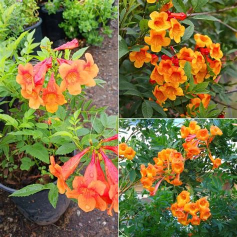 Tecoma draft plant – ROOTFUEL