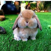 Image result for Cute Funny Bunnies in Spring