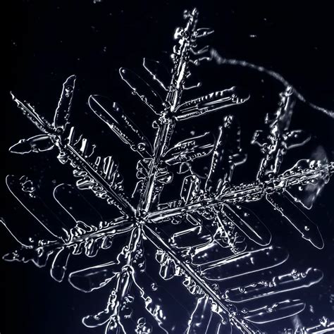 DarkField Microscope 的图像结果