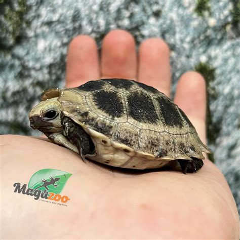 Captive Born Elongated tortoise (Indotestudo elongata) 2025 - Magazoo ...