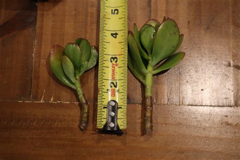 Transplanting Jade Plant Cuttings