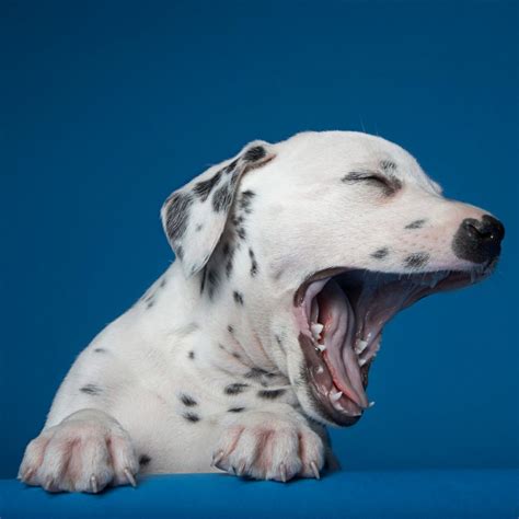 Dog Yawning: Why Do Dogs Yawn So Much? | Reader's Digest