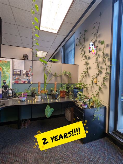 A TWO YEAR (730 day) timelapse of my office pothos. : r/houseplants