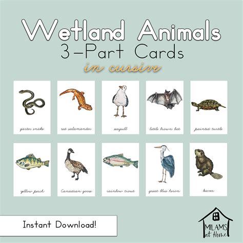 Wetland Animals Names