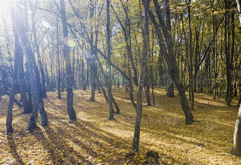 Real Nature 的图像结果