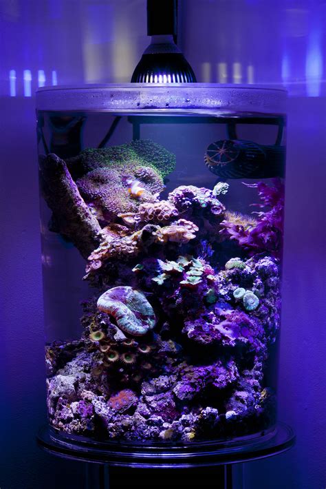 Do I need a filter for an aquarium? - Practical Fishkeeping