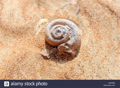 Image result for Snail Shell Fossil