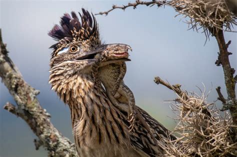 Road Runner Real Life 的图像结果